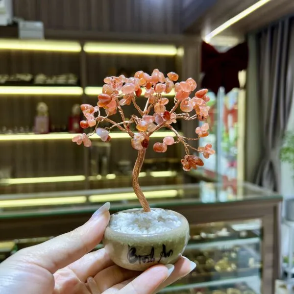 Cây tài lộc Mã não đỏ cao 15cm
